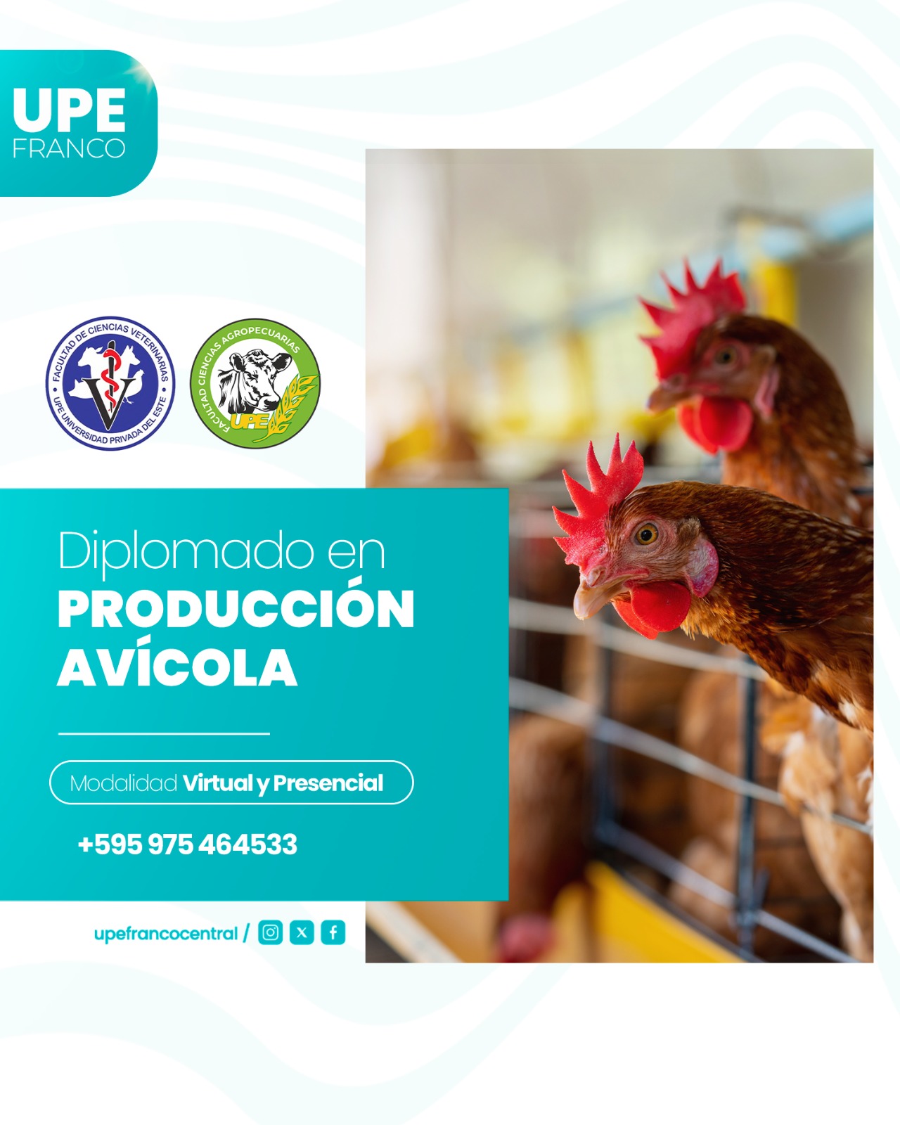 Diplomado en Producción Avícola: Inscripciones abiertas