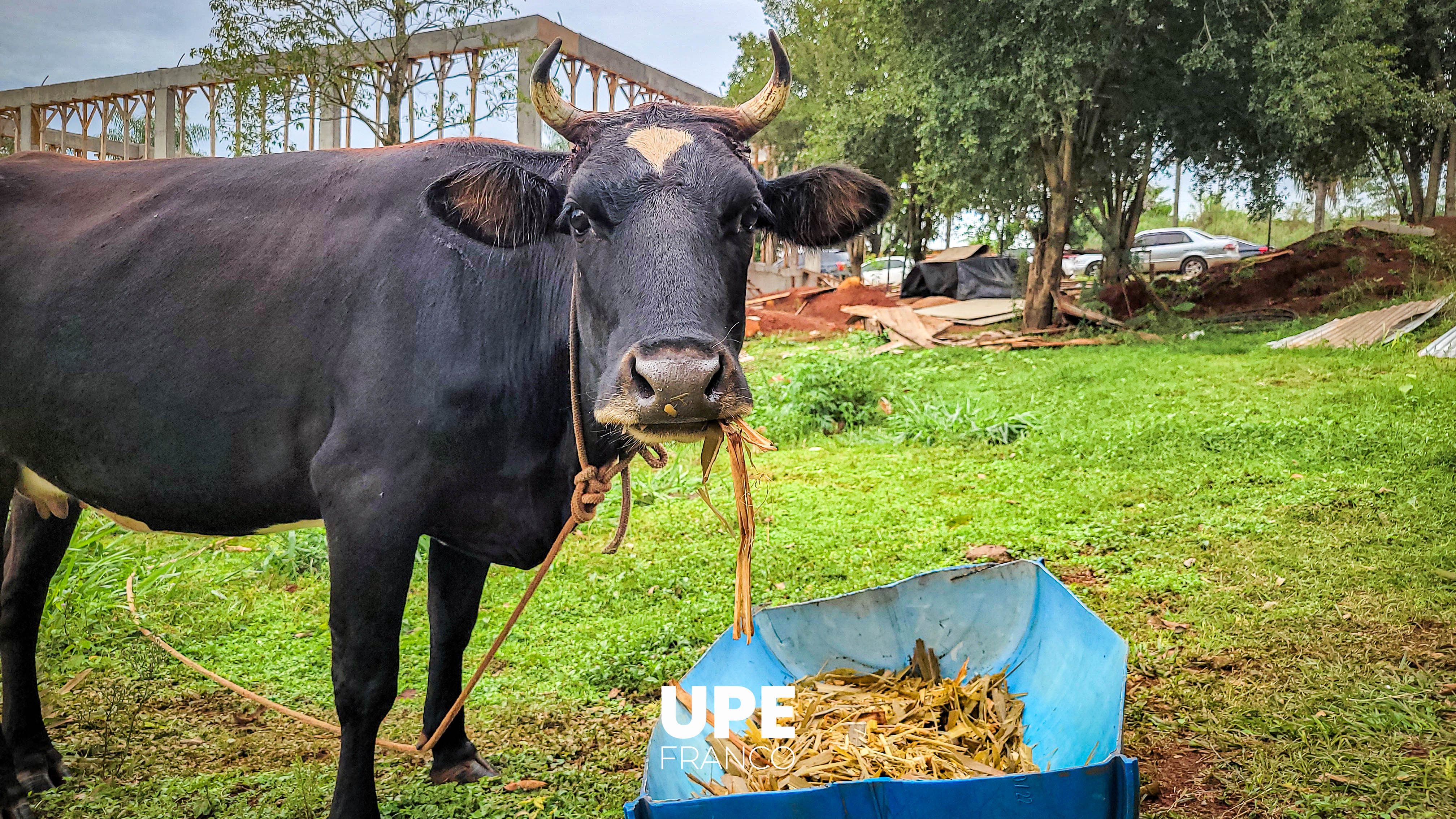 Alumnos de Agronomía desarrollan actividades prácticas en el Campo Experimental de la UPE
